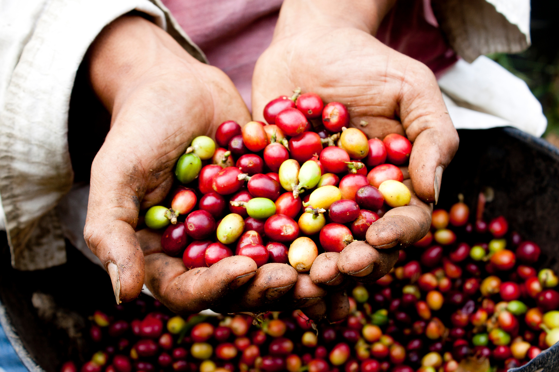 coffee crop
